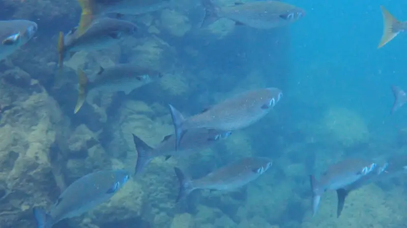 A school of fish in clear blue water at Las Grietas, Galapagos.