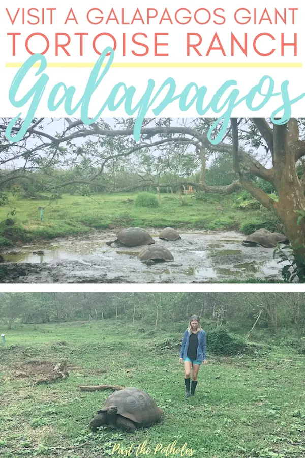 Walking through a field with giant Galapagos tortoises with text: Visit a Galapagos giant tortoise ranch, Ecuador.