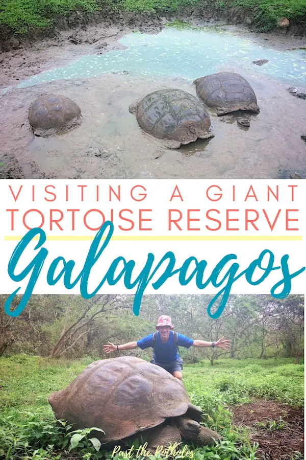 Giant Galapagos tortoises in a field with text: Visiting a giant galapagos tortoise reserve, Ecuador.