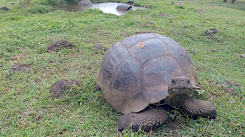 Giant Galapagos tortoise in Rancho Primicias in Santa Cruz Island, Galapagos Ecuador.