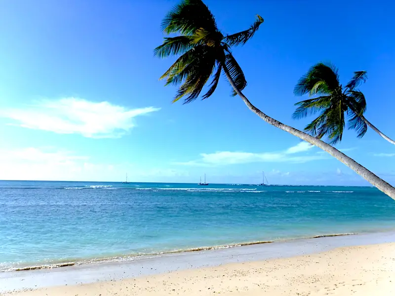 Two palm trees hanging over the calm water on Pigeon Point Beach, Tobago