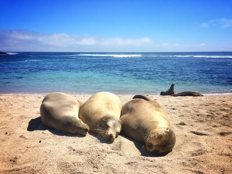 Three sea lions cuddled together on a beach with bright blue water behind at La Loberia, San Cristobal, Galapagos.