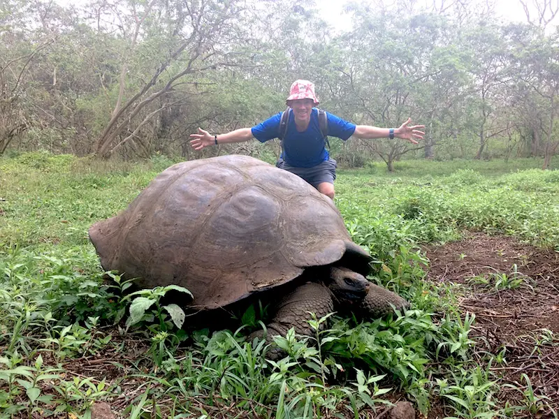 Man behind a Giant Galapagos Tortoise larger than his arm span in Santa Cruz, Ecuador.