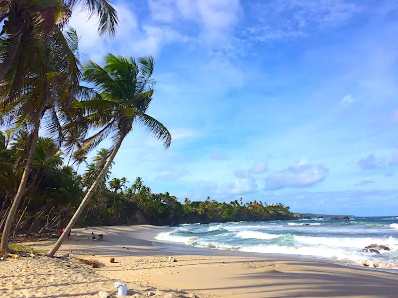 Golden sand with palm trees on empty Toco Beach, Trinidad