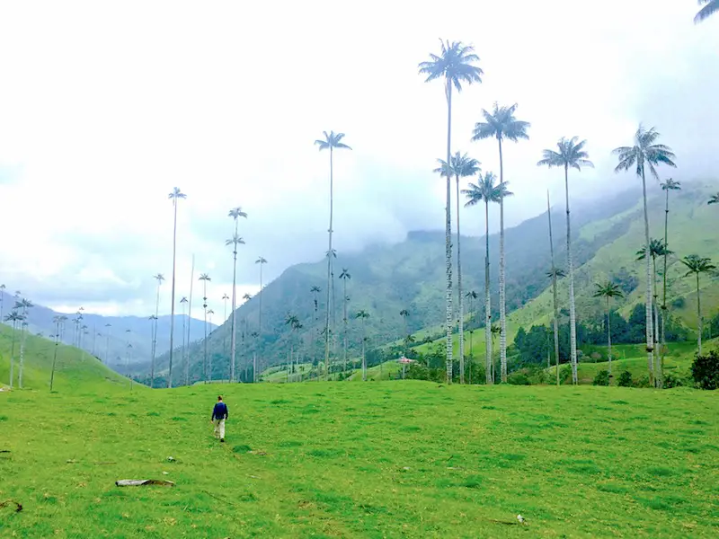 Man walking through field of tall wax palms in Cocora Valley, Salento, Colombia.