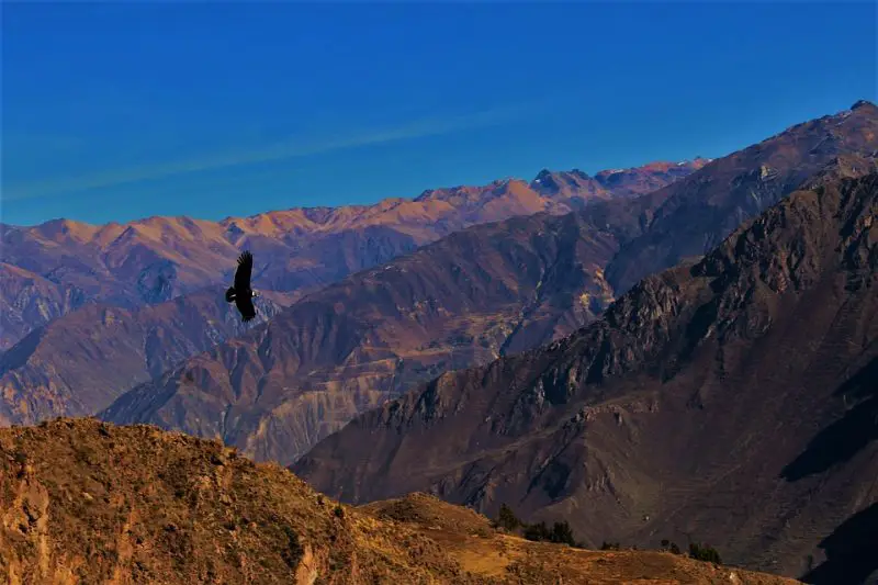 Condor flying over the Colca Canyon, Peru - top things to do in Peru