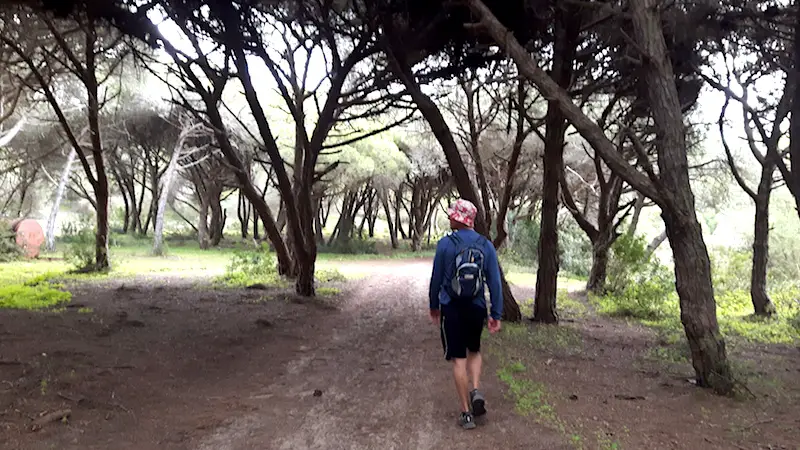 Man walking through a forest of twisted trees.
