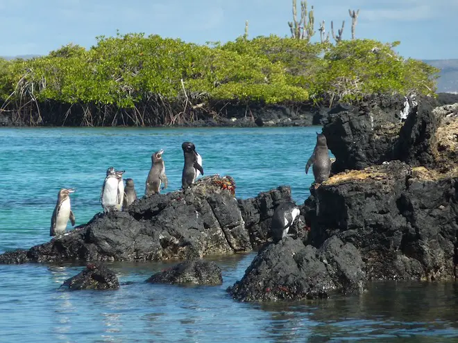 A group of Galapagos penguins on a rock at Las Tintoreras