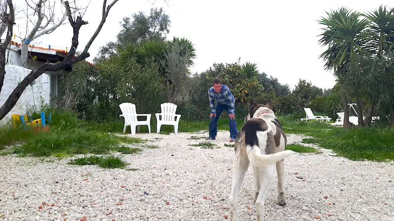 Man playing with a dog in an orange grove.