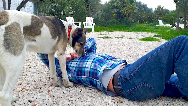 Man laying on the ground with a dog sniffing him .