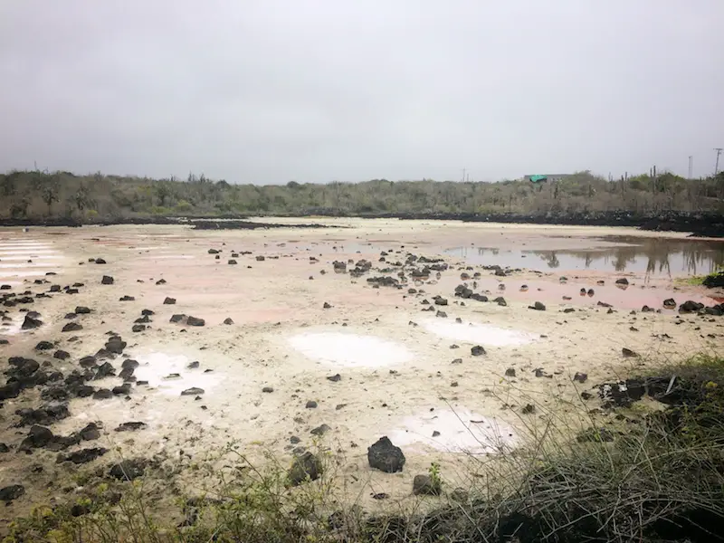 Patches of white salt in a semi-dry field in the Galapagos.