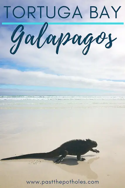 Marine iguana walking along white sand beach with text: Tortuga Bay, Galapagos