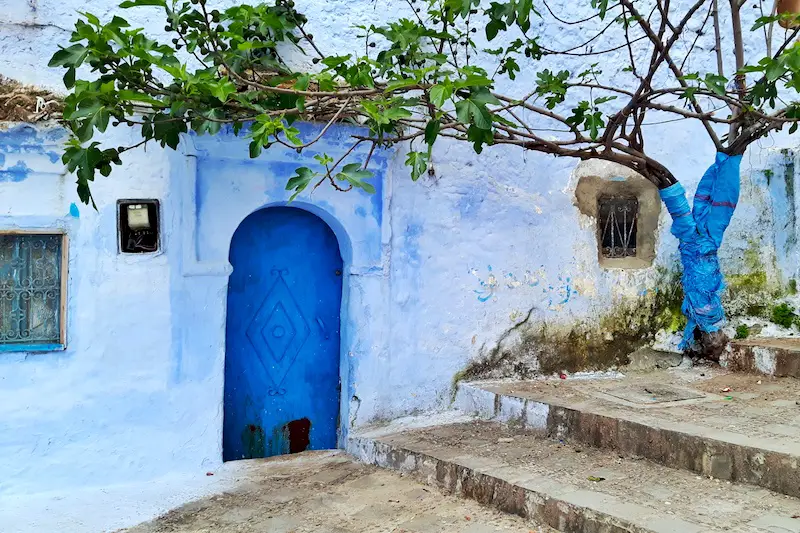 Blue washed wall, deep blue door and green tree in Chefchaouen, Morocco.