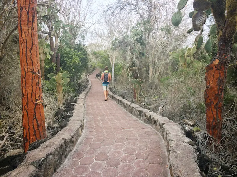 Man walking along a stone path lined with tall cactus trees.