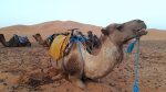 Close up of a resting camel wit more camels behind in the Sahara Desert, Morocco.