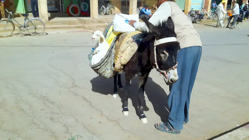 Man leaning over a small donkey with a sheep in its side pouch in Rissani market, Morocco.