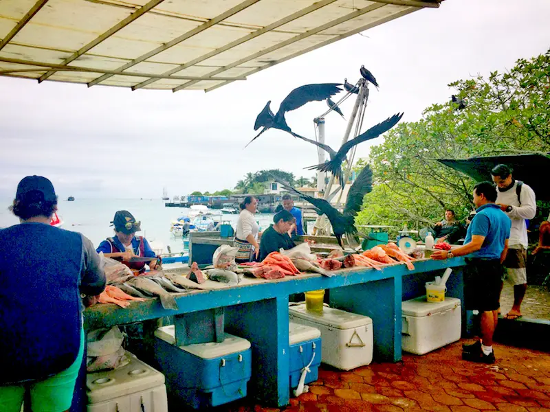 Huge frigate birds swooping into the Puerto Ayora Fish Market trying to steal fish.