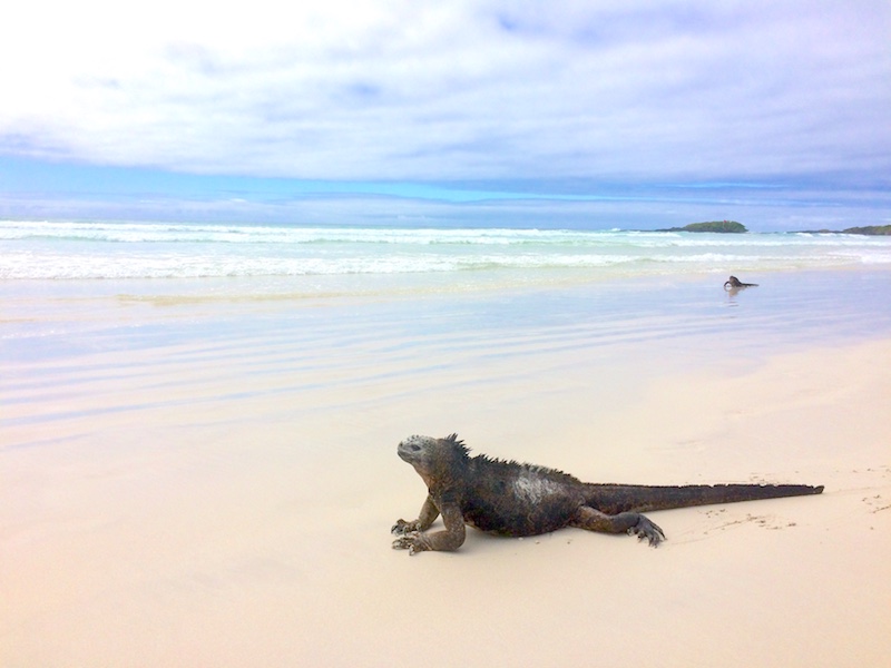 Marine iguanas at the shoreline on powdery white sand at Tortuga Bay, Galapagos