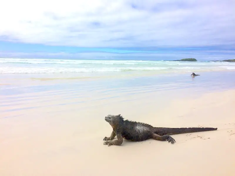 Marine iguanas at the shoreline on powdery white sand at Tortuga Bay, Galapagos