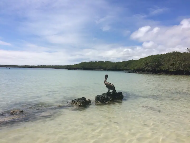 Pelican sitting on a rock in clear water in the Galapagos.