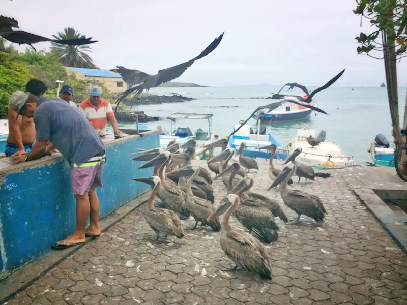 Pelicans and frigate birds waiting for scraps at fish market with water and boats behind in Galapagos.