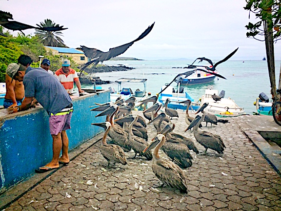 Puerto Ayora Fish Market Galapagos
