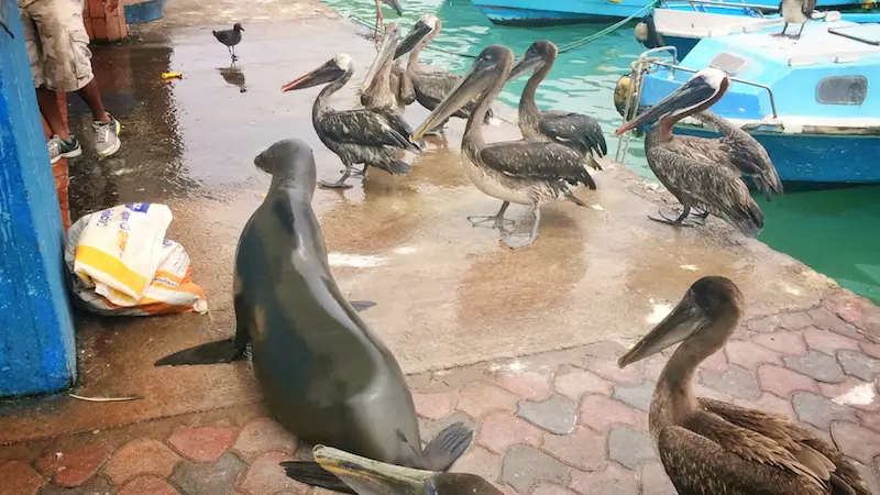 Sea lion and pelicans watching people at fish market, Santa Cruz.