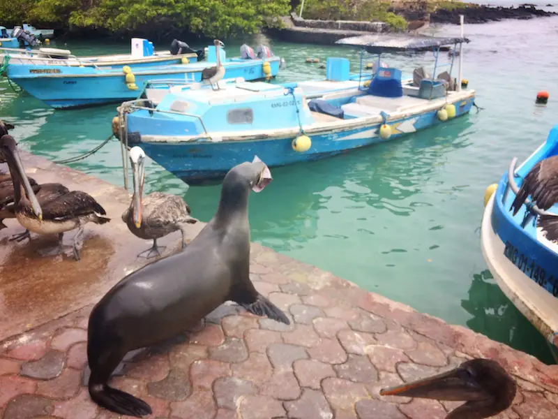 Sea lion runs back to the water with big chunk of stolen fish in mouth.