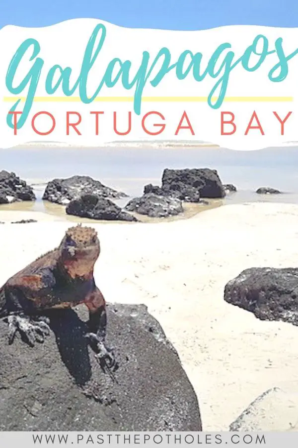 Marine iguana sitting on a lava rock with the white sand beach behind and text: Tortuga Bay, Galapagos.