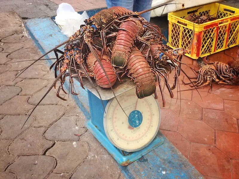 Stack of orange lobsters on top of blue scales at Puerto Ayora Fish Market, Galapagos.