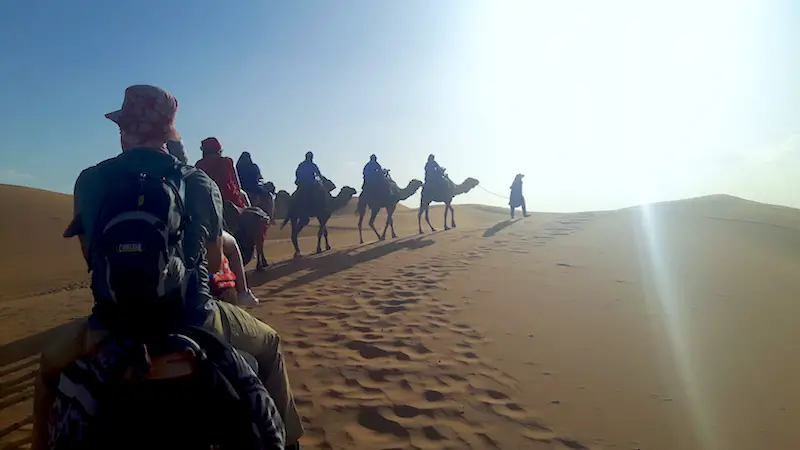 Camel train led by a Berber walking across sand dunes at sunset, Morocco.