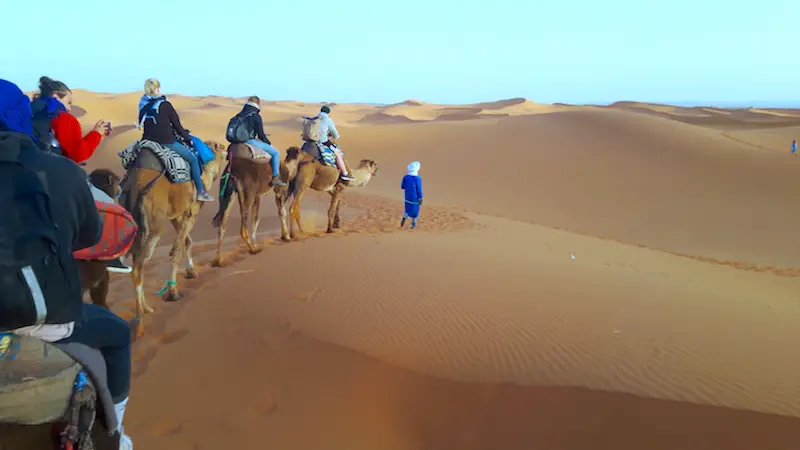 Sunrise in Sahara Desert as a Berber nomad leads a camel train across sand dunes in Morocco.