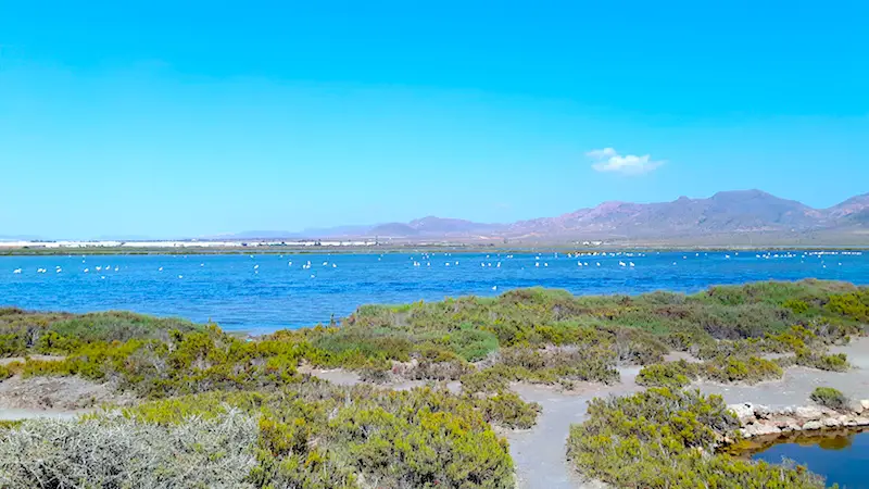 Flamingoes in a salt lagoon backed by mountains at Salinas del Cabo de Gata, Almeria Spain