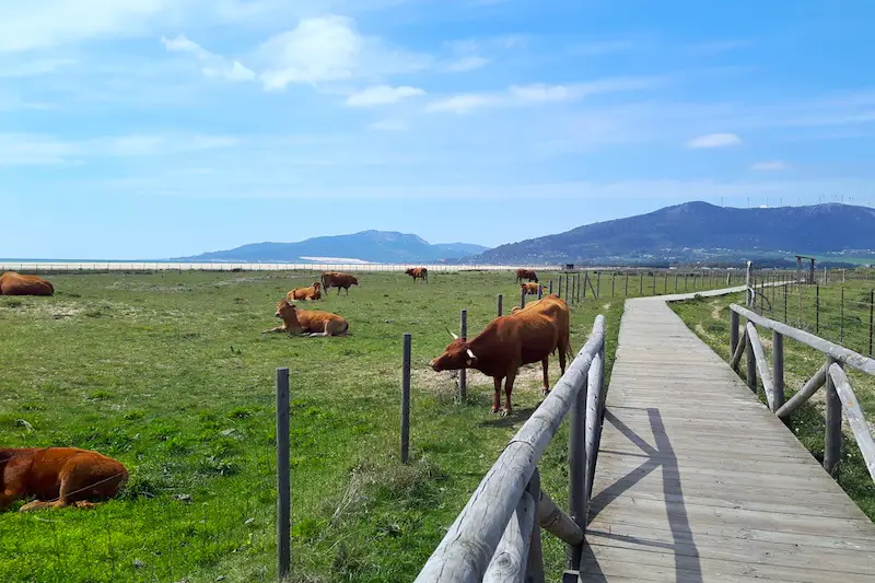 Cows on the wooden boardwalk along the beach in Tarifa, Spain.