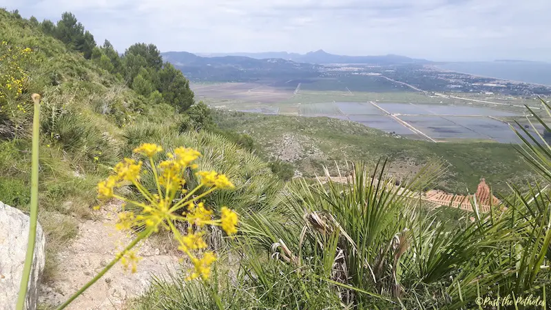 Yellow flower on mountain hike with view over wetlands in Oliva Spain.