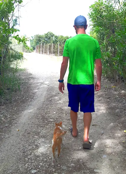 Man walking down a forest track with a ginger cat walking beside him while cat sitting in Spain.