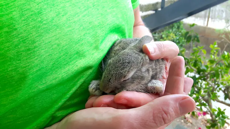 Man cuddling a small rabbit while housesitting in Spain.