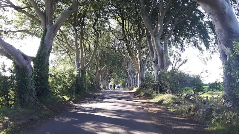 Twisted branches of trees lining a narrow lane called Dark Hedges in Northern Ireland.