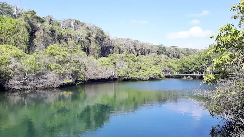 Trees reflecting in the blue water at Laguna de las Ninfas in Puerto Ayora, Santa Cruz, Galapagos Islands.