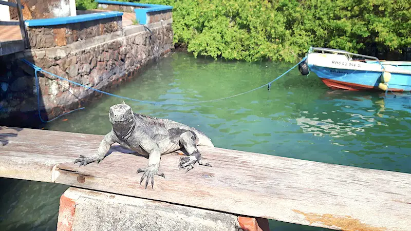 Marine iguana sitting on wooden railing with fishing boats behind in Puerto Ayora, Galapagos Islands.