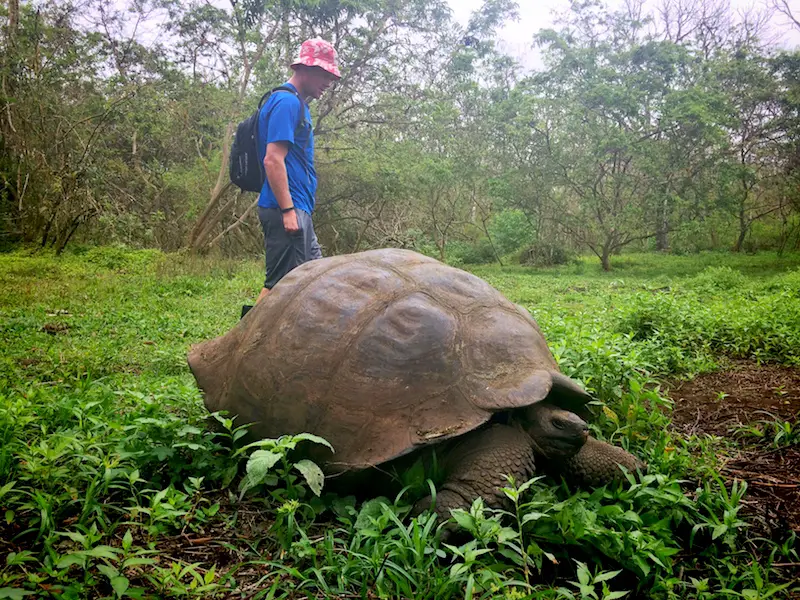 Man walking beside a giant Galapagos tortoise in a field at Rancho las Primicias, Santa Cruz Island.