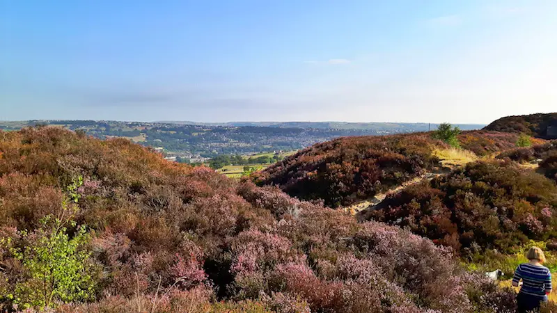 Purple heather across rolling hills in the Norland Moor, Yorkshire England.