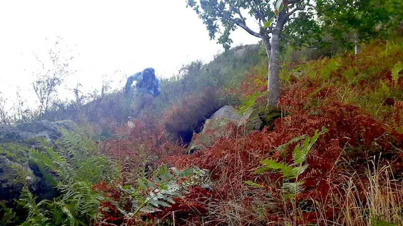 Man climbing through thick underbrush up the side of a mountain in Ullswater, Lake District, UK.