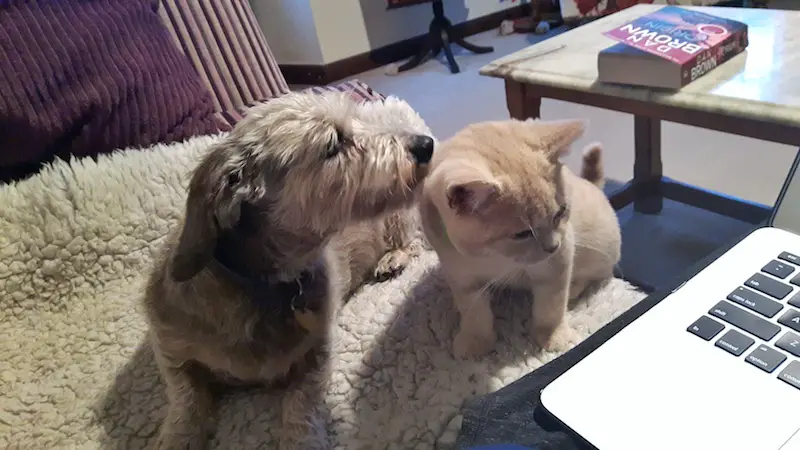 Kitten and small dog sitting on the couch beside an open laptop while house sitting in Yorkshire Dales, England.