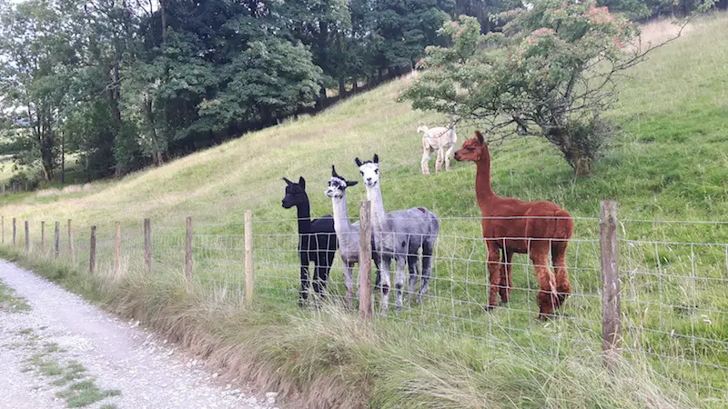 Four llamas in a field looking at the camera in Yorkshire Dales, England.