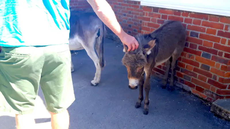 Man petting a wild donkey in the New Forest, UK