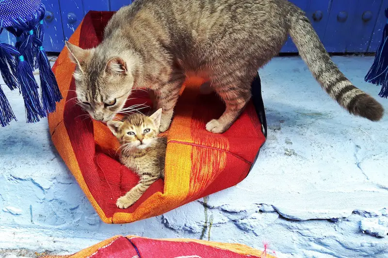 Tabby cat and her kitten in a red woven basket on a blue step in Chefchaouen, Morocco.