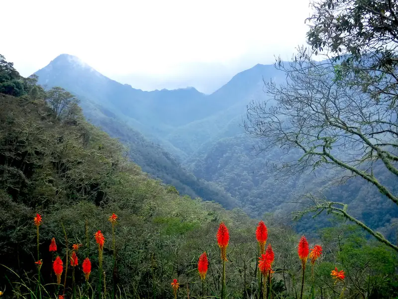 Red flowers with mountain valley background in Cocora Valley, Medellin.