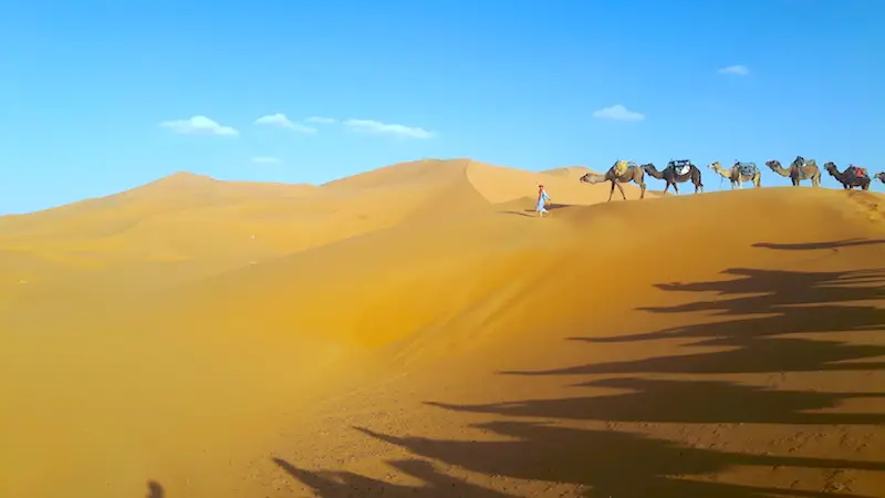 Berber nomad leading a camel train over sand dunes in the Sahara desert, Morocco.