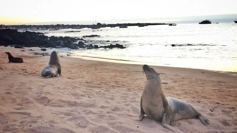 Sea lions on the beach at sunset on Playa Mann, San Cristobal Island, Galapagos.